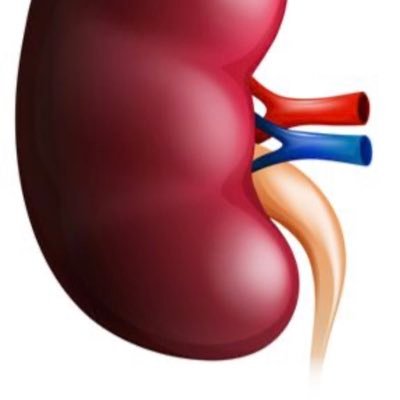 KidneySign's profile picture. EraPermed financed project focusing on personalized medicine in kidney disease