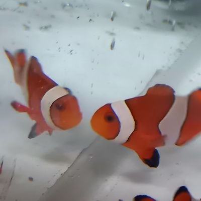 東海大学 海洋学部 魚好きの大学生です。 海あり県民になりました‼︎ 飼育と採集やってます。 休日は水族館巡り ディズニー好き Dヲタ