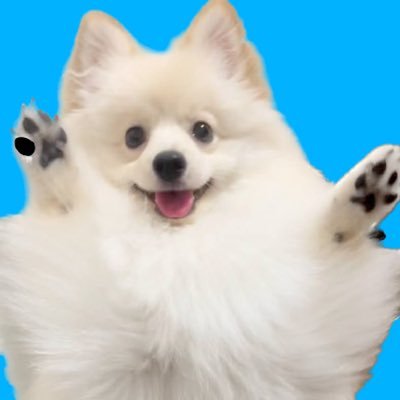 ポメラニアンのルアン
