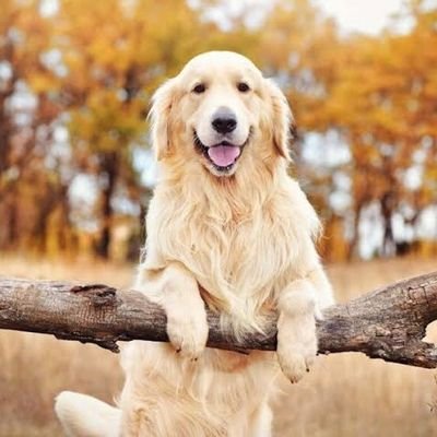 We'llcome to @AhamedRase74127 We share daily #goldenretriever contents Follow us if you really love #goldenretriver