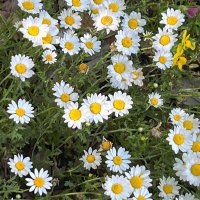 さくら (@sa_com9) 's Twitter Profile