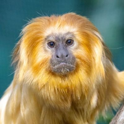 kiiroisarugori's profile picture. もう騙されない❗️真実は己の目で見極めろ❗️真実は表に出てこない❗️ただで入る情報を 鵜呑みにするな❗️声を上げろ 気付いてる人はいっぱいいる❗️殺処分に値する輩が多すぎる❗️我々が拳を上げる時がきた‼️納税の為に馬車馬のように働く黄色猿❗️絶対にお前ら許さない‼️