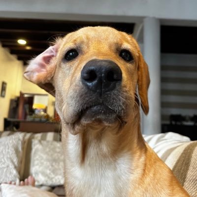 98ilehas's profile picture. son heung-min stan