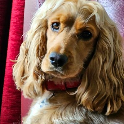 My name is Bess & I'm a show type cocker spaniel, I'm fantastic at digging, running around and other puppy stuff. I love to share my pupster thoughts with you.