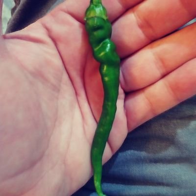 realredcayenne's profile picture. 50,000 SHU and 12 times hotter than a Jalapeno. Ultra Mega MAGA #IFBAP No DMs, I don't read them, you're wasting your time