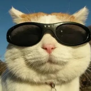 👉Animal lover
Member of @c_cats_guild @FruututuAlpha