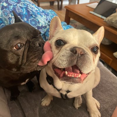 Author of Don't Eat That! and Hide and Seek #SBWI Frenchie Mom, human Mom, and lover of all things positive.