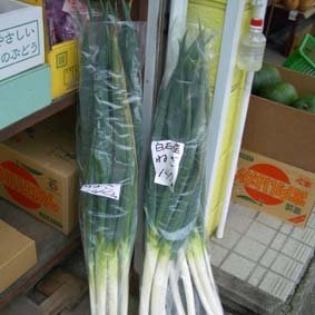 ryuoohara's profile picture. BSR片倉スキー大原です。時折狂った様に片倉愛を叫ぶので御注意。F/R/B御自由に。他、プロフCを御一読戴けましたら❤
裏庭🔞→@blacknegigobou　(ｾﾝｼﾃｨﾌﾞﾂｲは此方へ移行の所存)