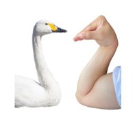 右腕に白鳥を飼う男 (@i_am_not_chigyu) 's Twitter Profile