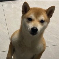 Tommy (@tommytsui218) 's Twitter Profile