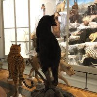 Muséum de Lille (@mhnlille) 's Twitter Profile