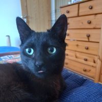 Bertie Tripod Cat(@tripod_bertie) 's Twitter Profile Photo