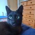 Bertie Tripod Cat (@tripod_bertie) Twitter profile photo Bertie Tripod Cat (@tripod_bertie) Twitter profile photo