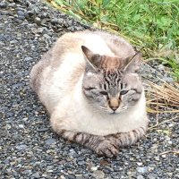 nyanco (@nyanco56333183) 's Twitter Profile