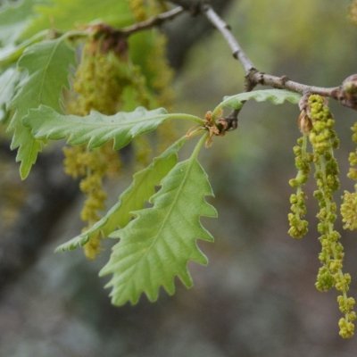 Quercus_Biolin Profile Picture