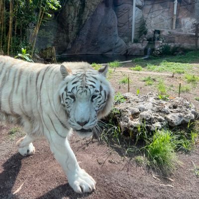 White Tiger ®️