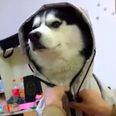 wangzho44811988's profile picture. 