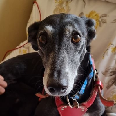 Cockneyhounds75 Profile Picture