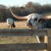 WoolyBully (@wooly_bully) Twitter profile photo WoolyBully (@wooly_bully) Twitter profile photo