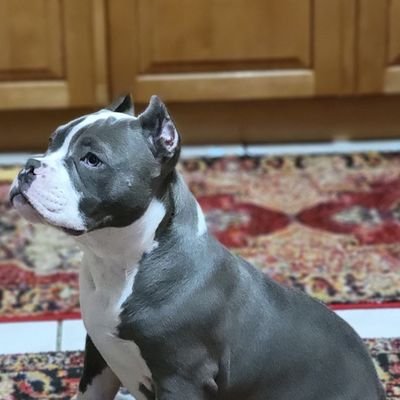 nullさんのプロフィール画像