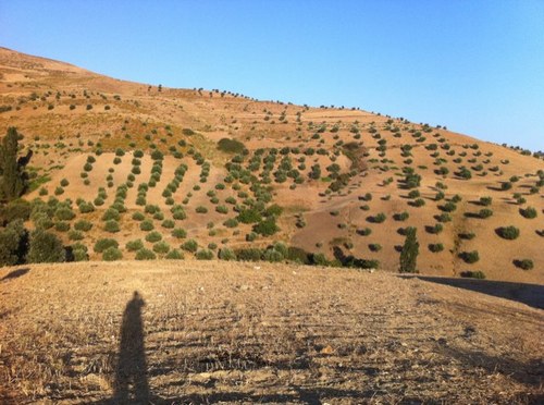 dino1808's profile picture. 