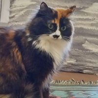 Олена Бек Самурай (@olenabek60) 's Twitter Profile Photo Олена Бек Самурай (@olenabek60) 's Twitter Profile Photo