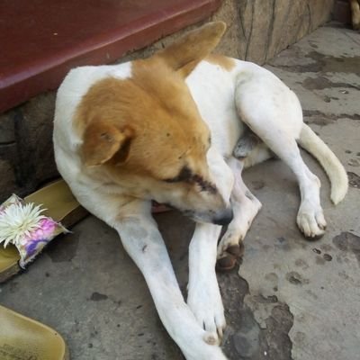 Hi my name is Axam and I am from Uganda in Africa and I take care for the homeless 🐕 dogs and Orphaned puppies and 🐈 cats I hope God is protecting you and me