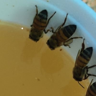 TonyBudi3's profile picture. 