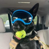 German Shepherds of America(@gsdofamerica) 's Twitter Profile Photo