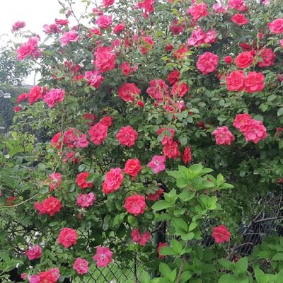 MelekParlar123's profile picture. 