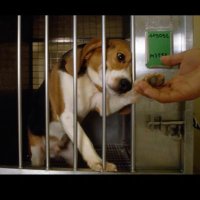 Ban Lab testing on Beagles in the UK 🤍 🐾 🤎(@FreetheBeagles) 's Twitter Profile Photo