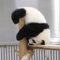 パン.__.ダ🐼🐰 (@48gonal) 's Twitter Profile Photo パン.__.ダ🐼🐰 (@48gonal) 's Twitter Profile Photo