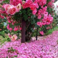 واحة (@wahat1234) 's Twitter Profile Photo