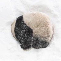 또바오🎀 (@lebao0728) 's Twitter Profile Photo 또바오🎀 (@lebao0728) 's Twitter Profile Photo