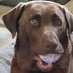 sissy the brown dog (@robertsbri52662) Twitter profile photo sissy the brown dog (@robertsbri52662) Twitter profile photo