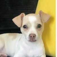 LucyLucyAppleJuice (@icraigicraig) 's Twitter Profile