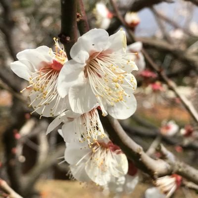 千葉県住みの男性