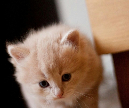 cookin9tim3's profile picture. love to eat, love to cook, it's cooking time...