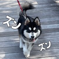 ぎん＠ハスキースピッツ(ハスピッツ)(@HuskySpitzGin) 's Twitter Profile Photo