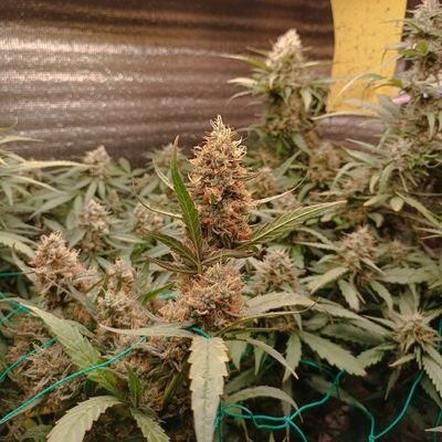 Arunprapha0307's profile picture. กัญชาเสรี