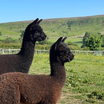 sharing the delights of owning alpacas and much more. We offer private alpaca experiences and products at our base in beautiful North Yorkshire.