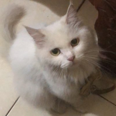 めいゆさんのプロフィール画像