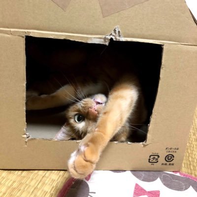 kazenoutagoe's profile picture. コロ助、にゃんこという名前のウチの猫たち/漫画/携帯小説（読み専。主になろうさん、アルファポリスさん）/スイーツ/紅茶/珈琲/アナザーエデン/ワンピース/鬼滅の刃 /神社巡り御朱印集め/博物館巡り/うさまる