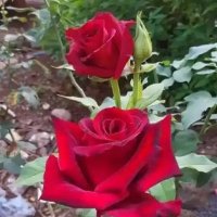 jams (@hossainjamire) Twitter profile photo