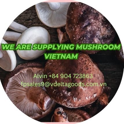 We are supplying Mushroom all types with large quantity, best quality and competitive price from Vietnam🇻🇳🇻🇳
☎️Alvin
Cell/Whatsapp/+84 904 723863