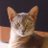 MingyarIshtari's profile image