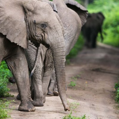 Dmj_08's profile picture. 𝙻𝚊𝚠𝚢𝚎𝚛🎓| 𝙱𝚛𝚘𝚝𝚑𝚎𝚛 🇹🇿Yanga Fan 🔰| Arsenal Fan