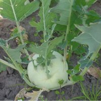 Christoph Terasa (@kohlrabi82) 's Twitter Profile