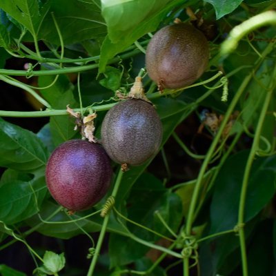 We produce and deliver natural fruits from #Rwanda-n organic farms and produce fresh sugarcane  customised juices for your health preferance