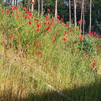 Kabanka28 #Trzaskowsk2025 #SnaW (@kabana04) 's Twitter Profile Photo Kabanka28 #Trzaskowsk2025 #SnaW (@kabana04) 's Twitter Profile Photo
